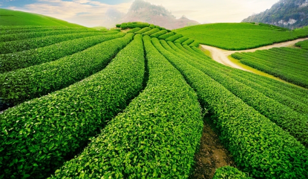 NHA TRANG – ĐÀ LẠT – NHA TRANG