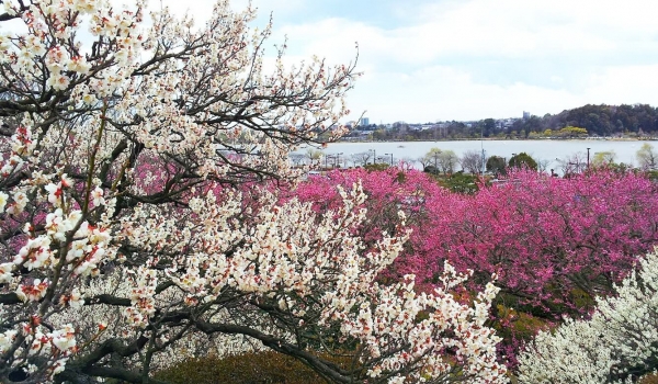 Fukushima - Tochigi - Ibaraki - Tokyo - Núi Phú Sĩ - Fukushima