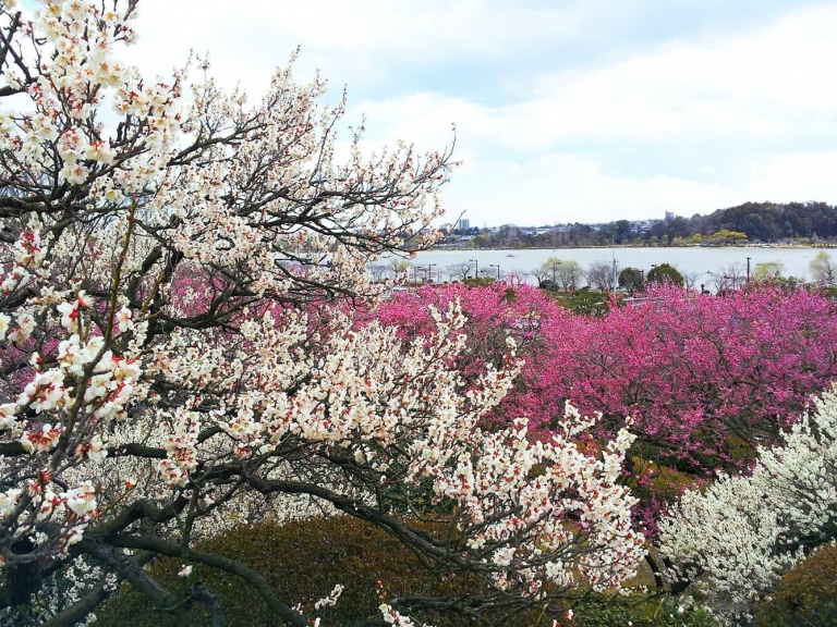 Fukushima - Tochigi - Ibaraki - Tokyo - Núi Phú Sĩ - Fukushima